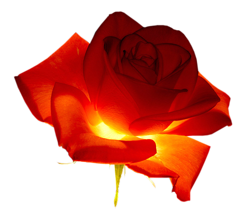Цветы PNG